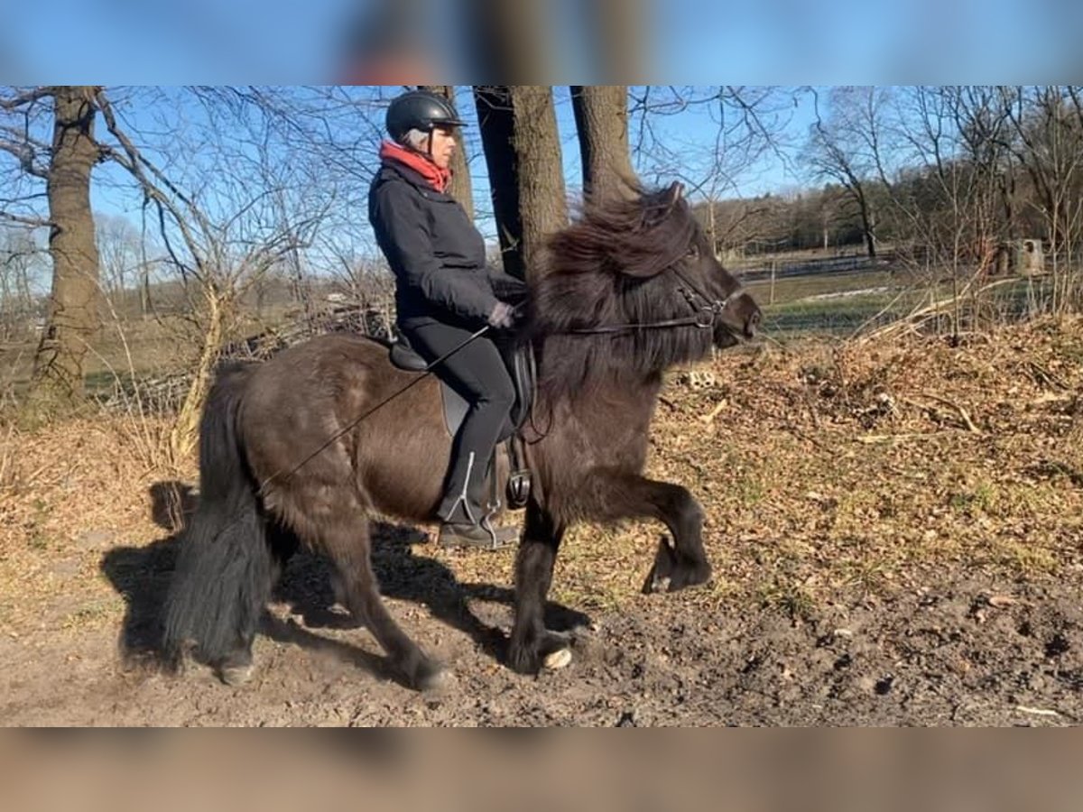 Caballos islandeses Caballo castrado 7 años 136 cm Negro in Schneverdingen