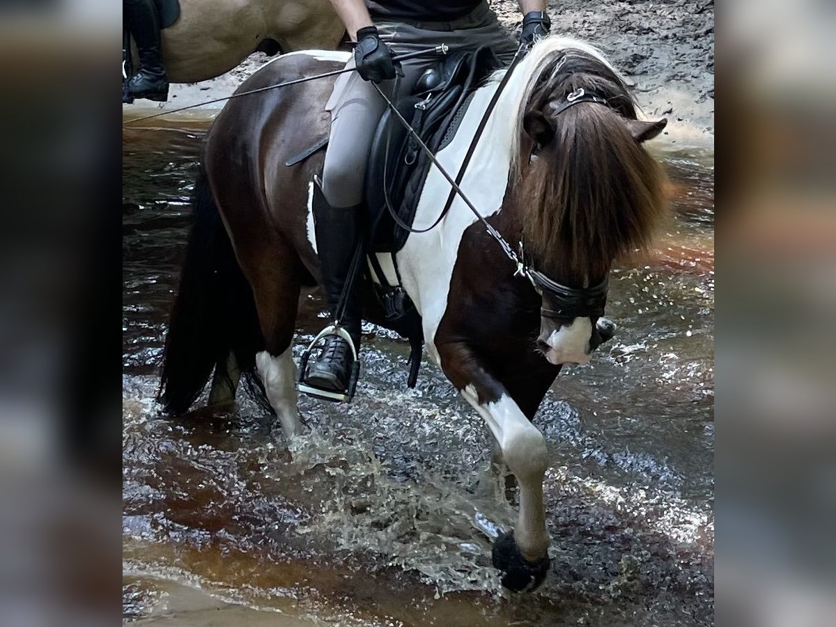 Caballos islandeses Caballo castrado 7 años 136 cm Pío in Nienhagen