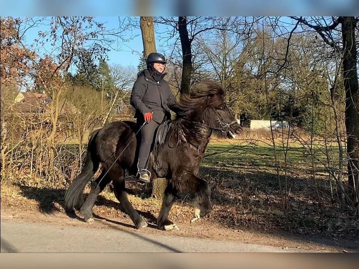 Caballos islandeses Caballo castrado 7 años 137 cm Negro in Schneverdingen