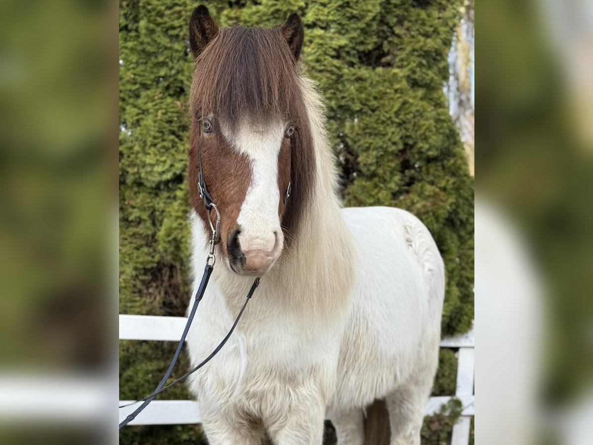 Caballos islandeses Caballo castrado 7 años 138 cm Pío in Lochen am See