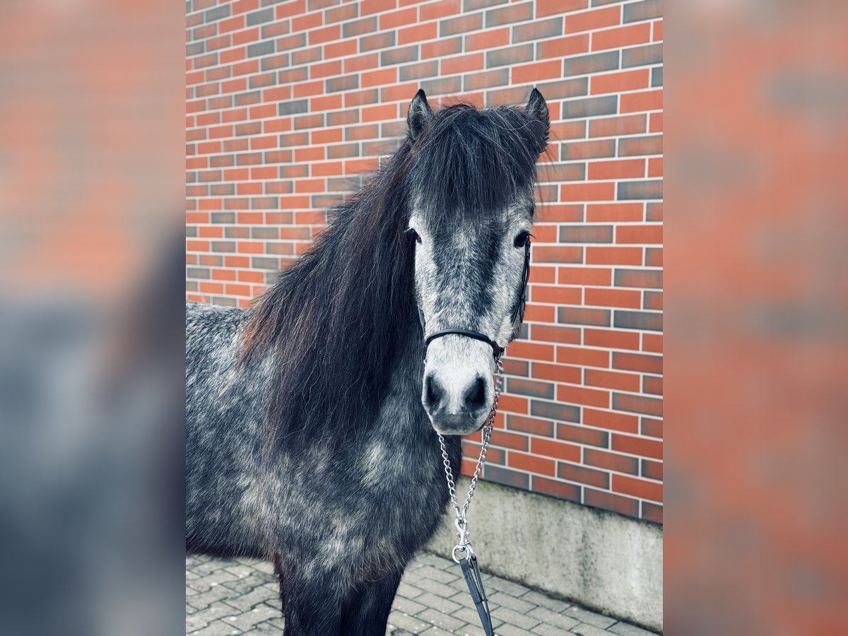 Caballos islandeses Caballo castrado 7 años 139 cm Tordo in Zweibrücken