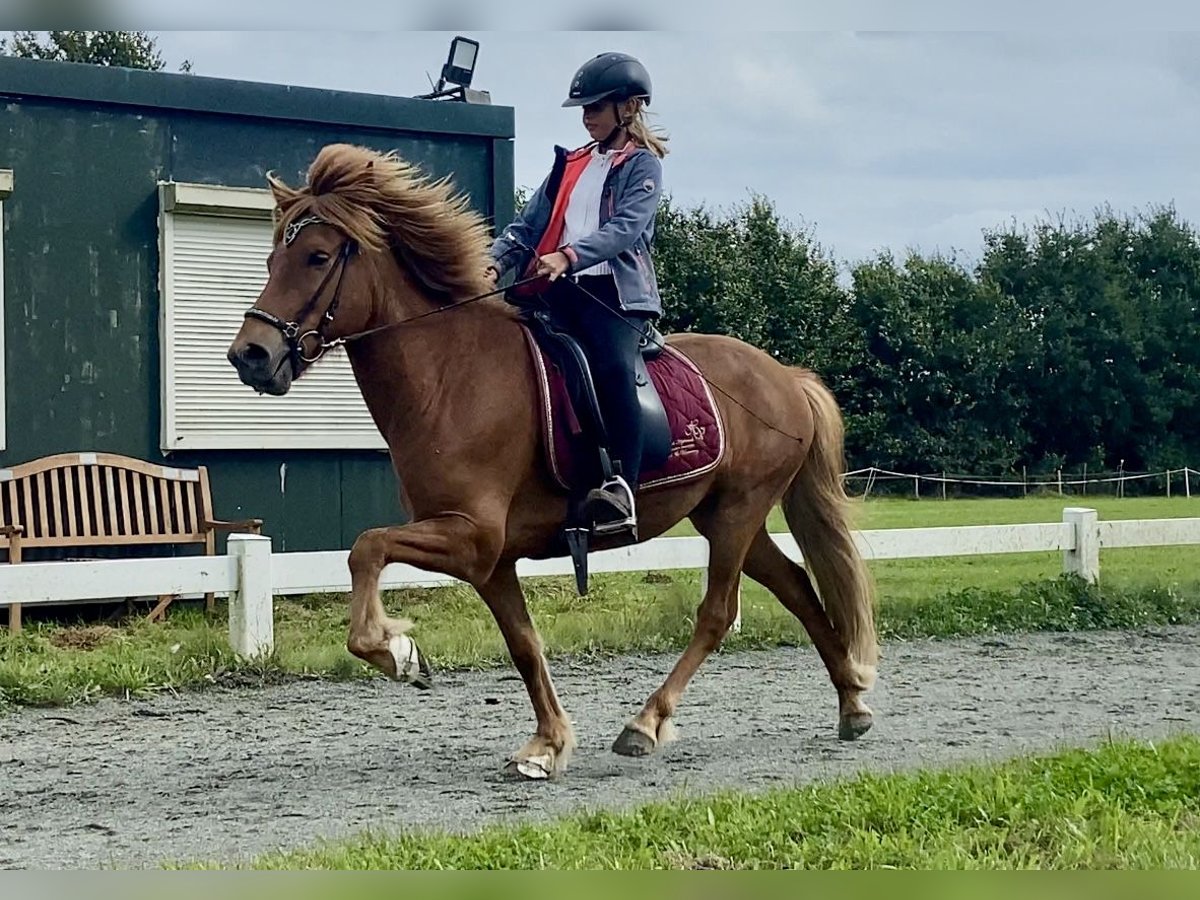 Caballos islandeses Caballo castrado 7 años 140 cm Alazán in Ehndorf