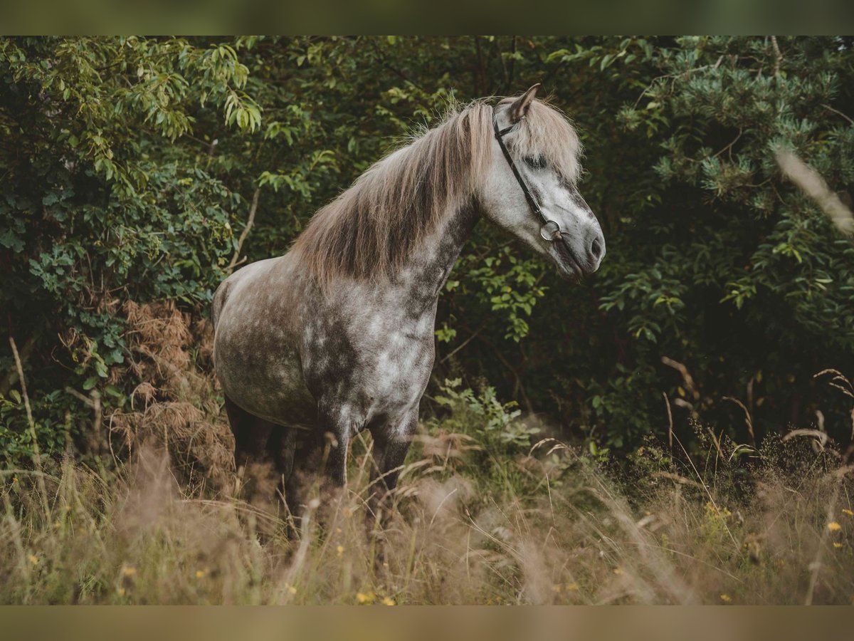 Caballos islandeses Caballo castrado 7 años 141 cm Tordo rodado in Buchholz in der Nordheide