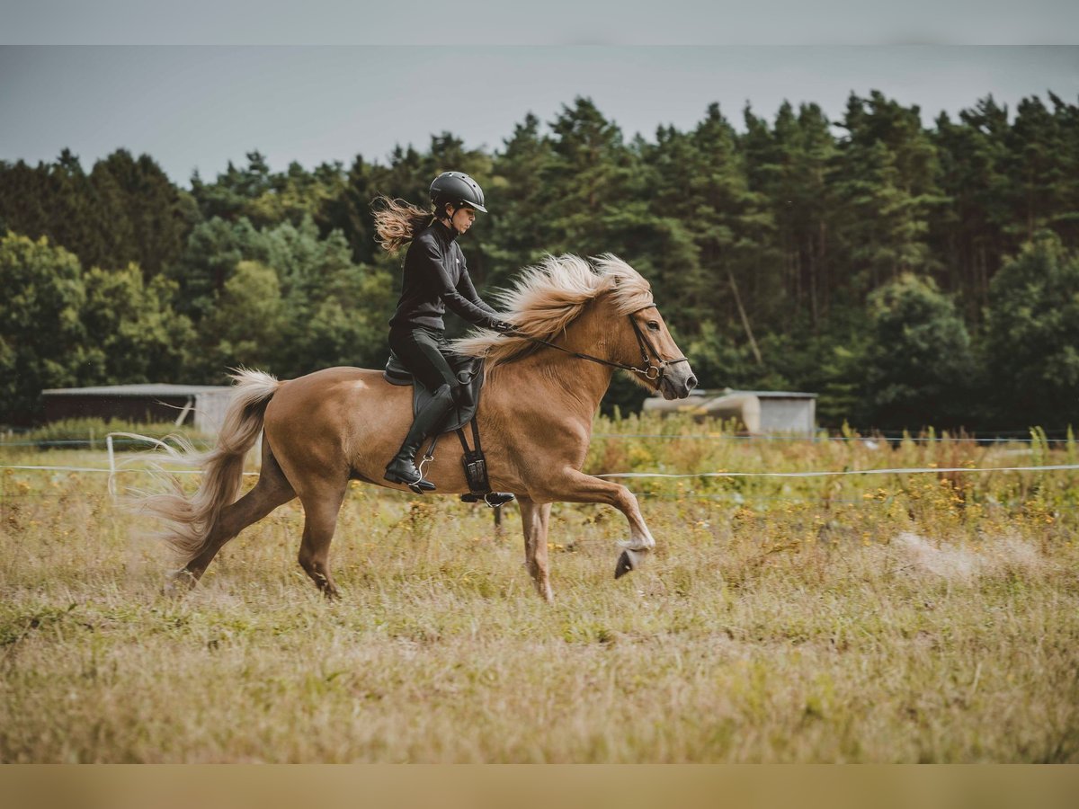 Caballos islandeses Caballo castrado 7 años 142 cm Alazán in Buchholz in der Nordheide