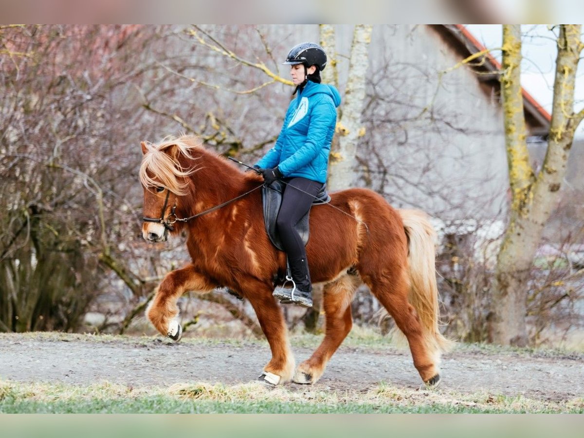 Caballos islandeses Caballo castrado 7 años 143 cm Alazán in Taufkirchen an der Trattnach