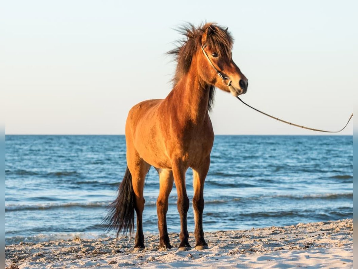 Caballos islandeses Caballo castrado 7 años 145 cm Castaño in Seedorf