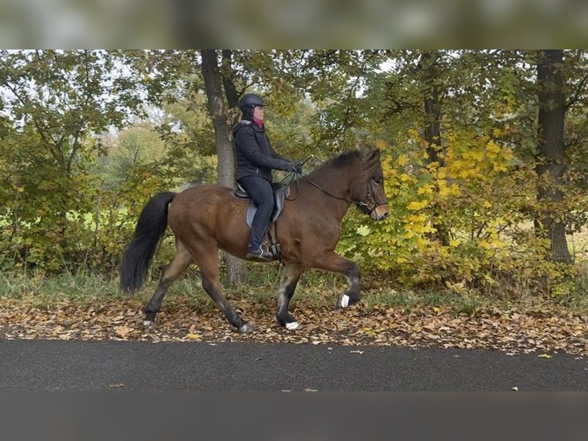 Caballos islandeses Caballo castrado 7 años 149 cm Castaño in Schneverdingen