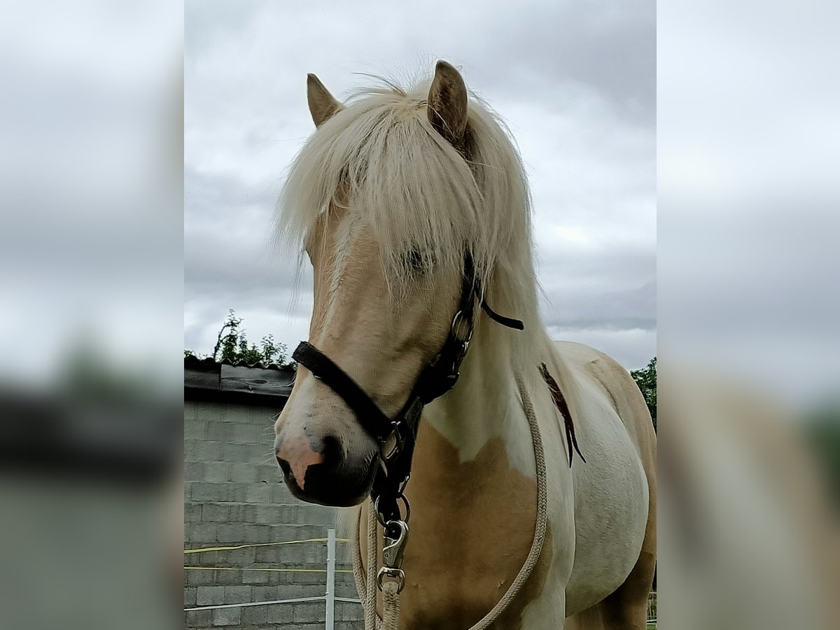 Caballos islandeses Caballo castrado 7 años Pío in Hinterfultigen