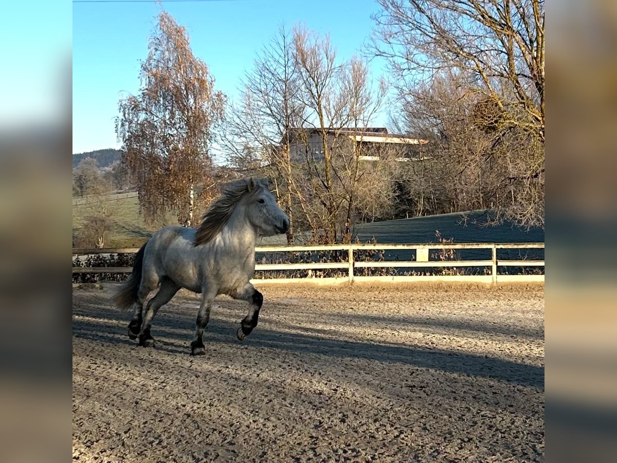 Caballos islandeses Caballo castrado 7 años Tordo in Zell am Pettenfirst