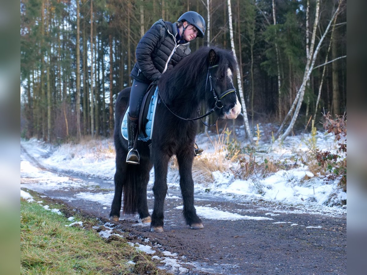 Caballos islandeses Caballo castrado 8 años 128 cm Negro in Neustadt (Wied)