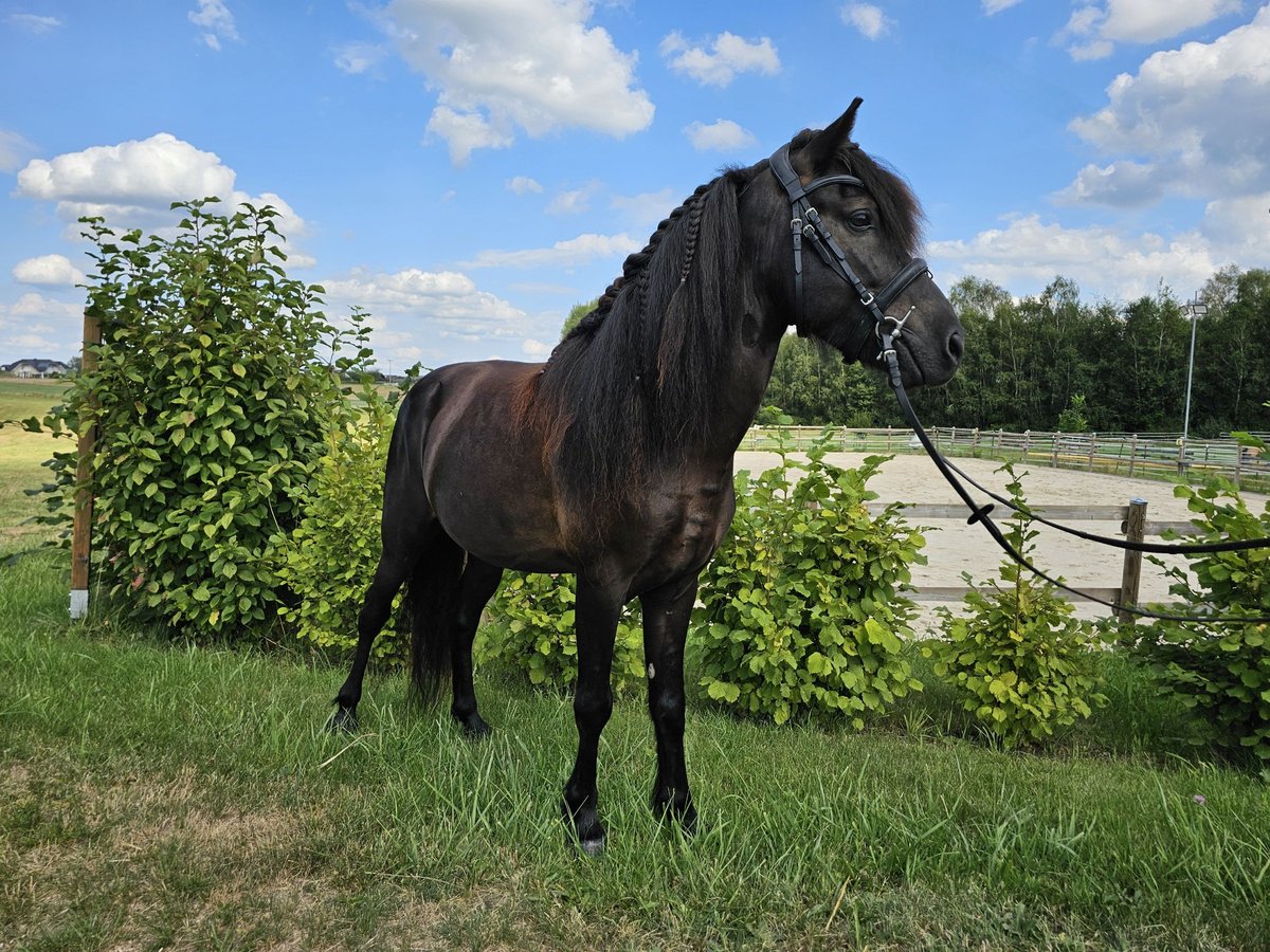 Caballos islandeses Caballo castrado 8 años 135 cm Negro in Eslarn