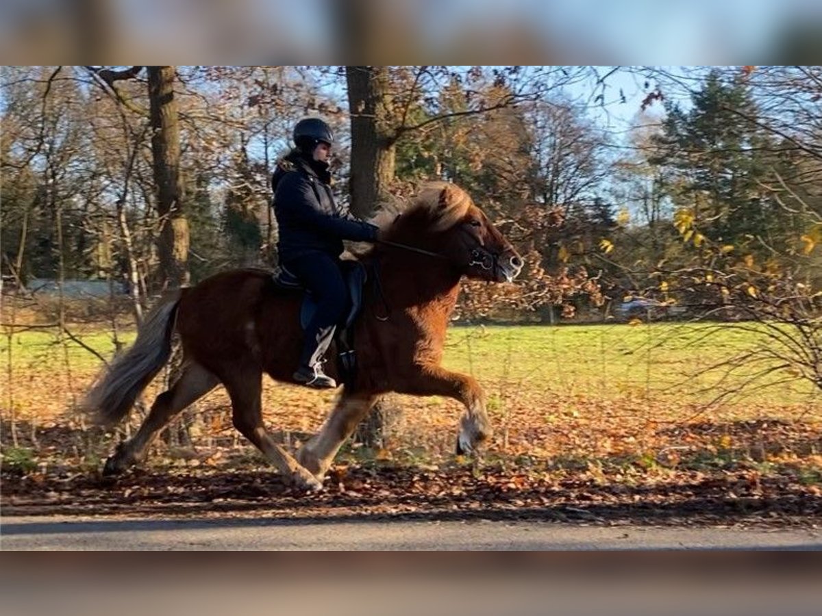 Caballos islandeses Caballo castrado 8 años 139 cm Castaño in Schneverdingen