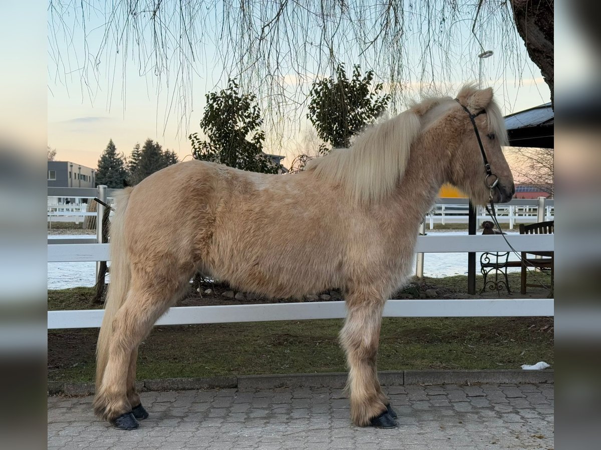 Caballos islandeses Caballo castrado 8 años 139 cm Palomino in Lochen am See