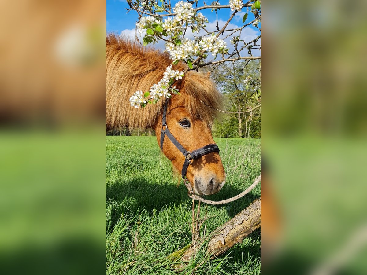 Caballos islandeses Caballo castrado 8 años 140 cm Alazán in Soltau