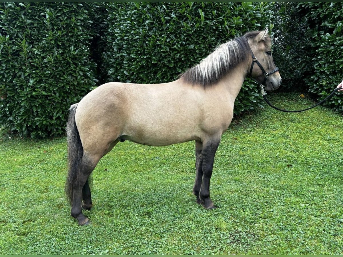 Caballos islandeses Caballo castrado 8 años 140 cm Bayo in Nettersheim