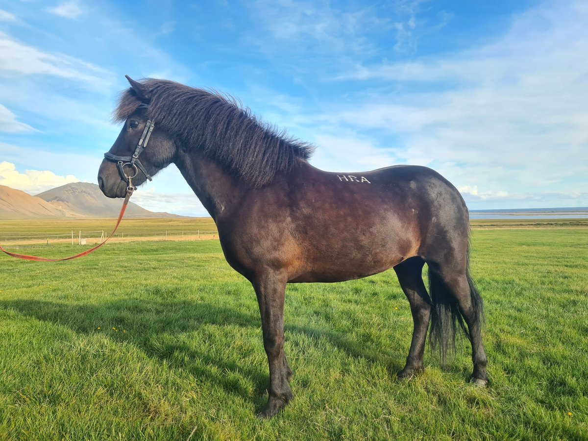 Caballos islandeses Caballo castrado 8 años 141 cm Negro in Snæfellsbæ