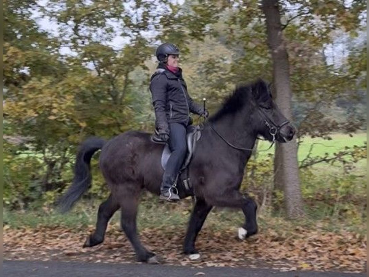 Caballos islandeses Caballo castrado 8 años 142 cm Castaño in Schneverdingen