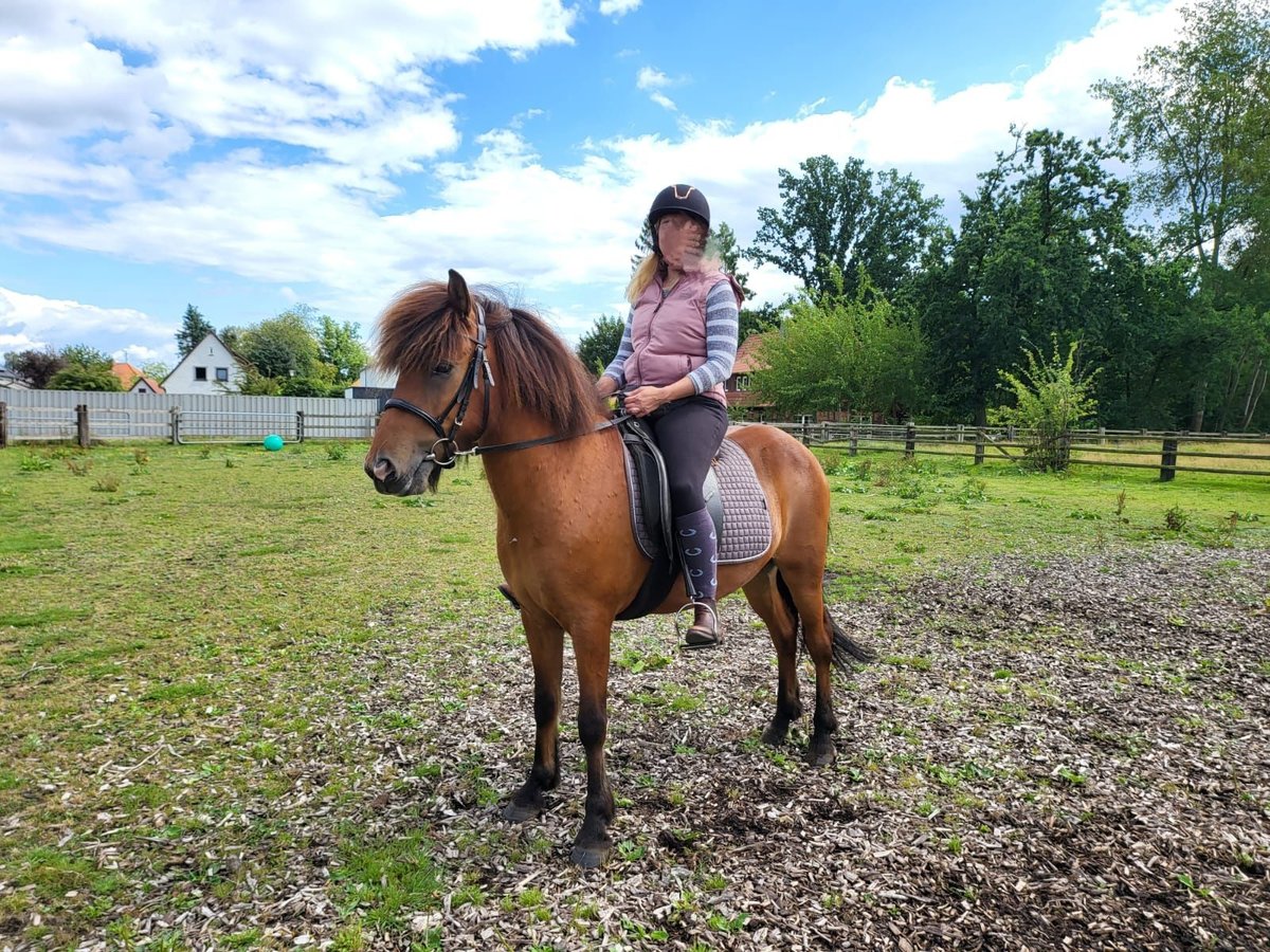 Caballos islandeses Caballo castrado 8 años 142 cm Castaño oscuro in Hermannsburg