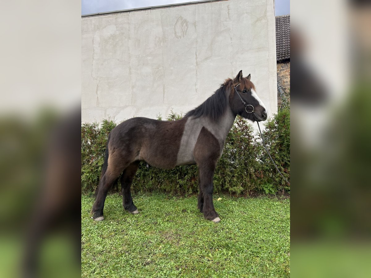 Caballos islandeses Caballo castrado 8 años 142 cm Negro in Neustadt an der Weinstraße