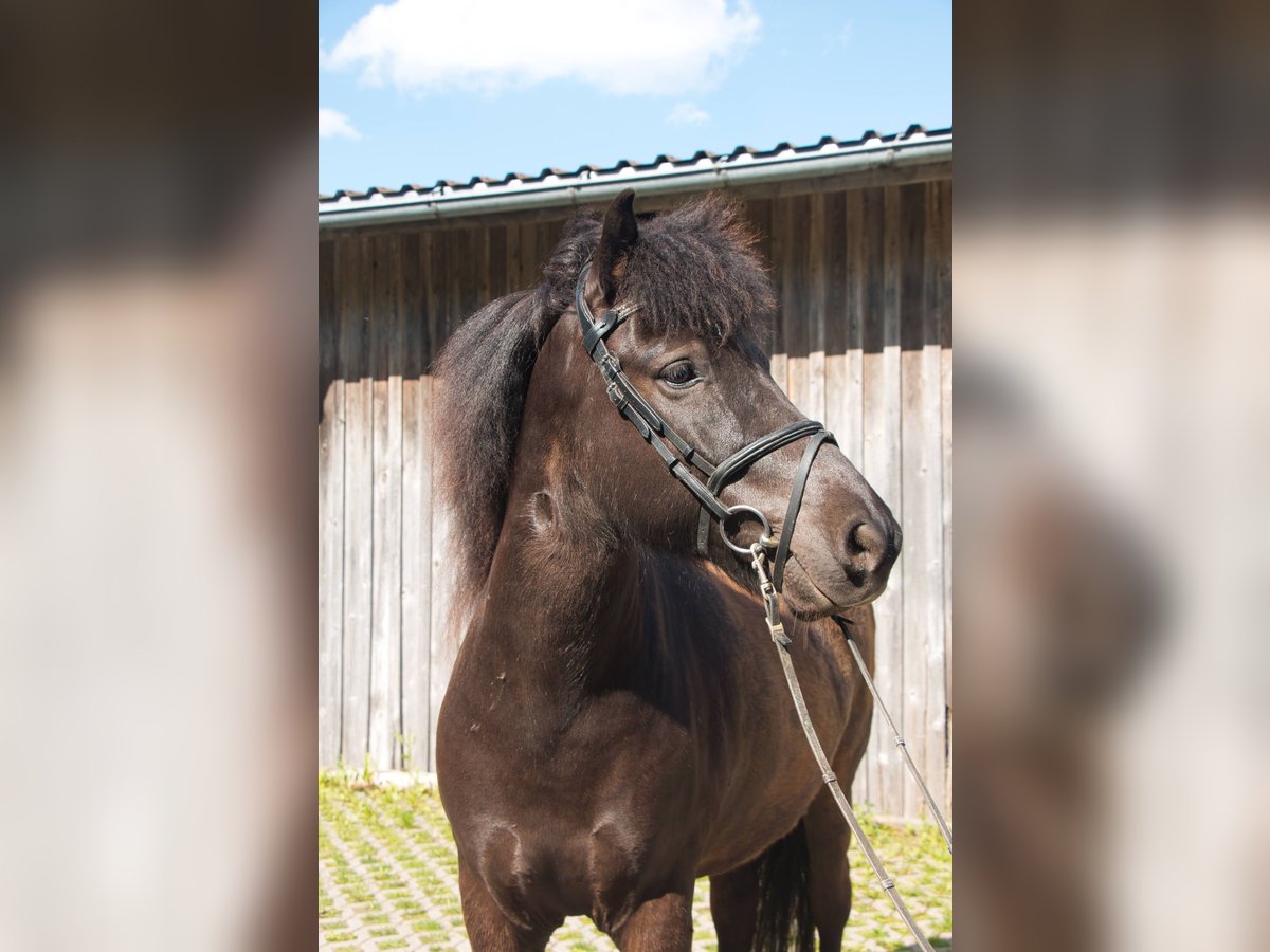 Caballos islandeses Caballo castrado 8 años 142 cm Negro in Pfalzgrafenweiler