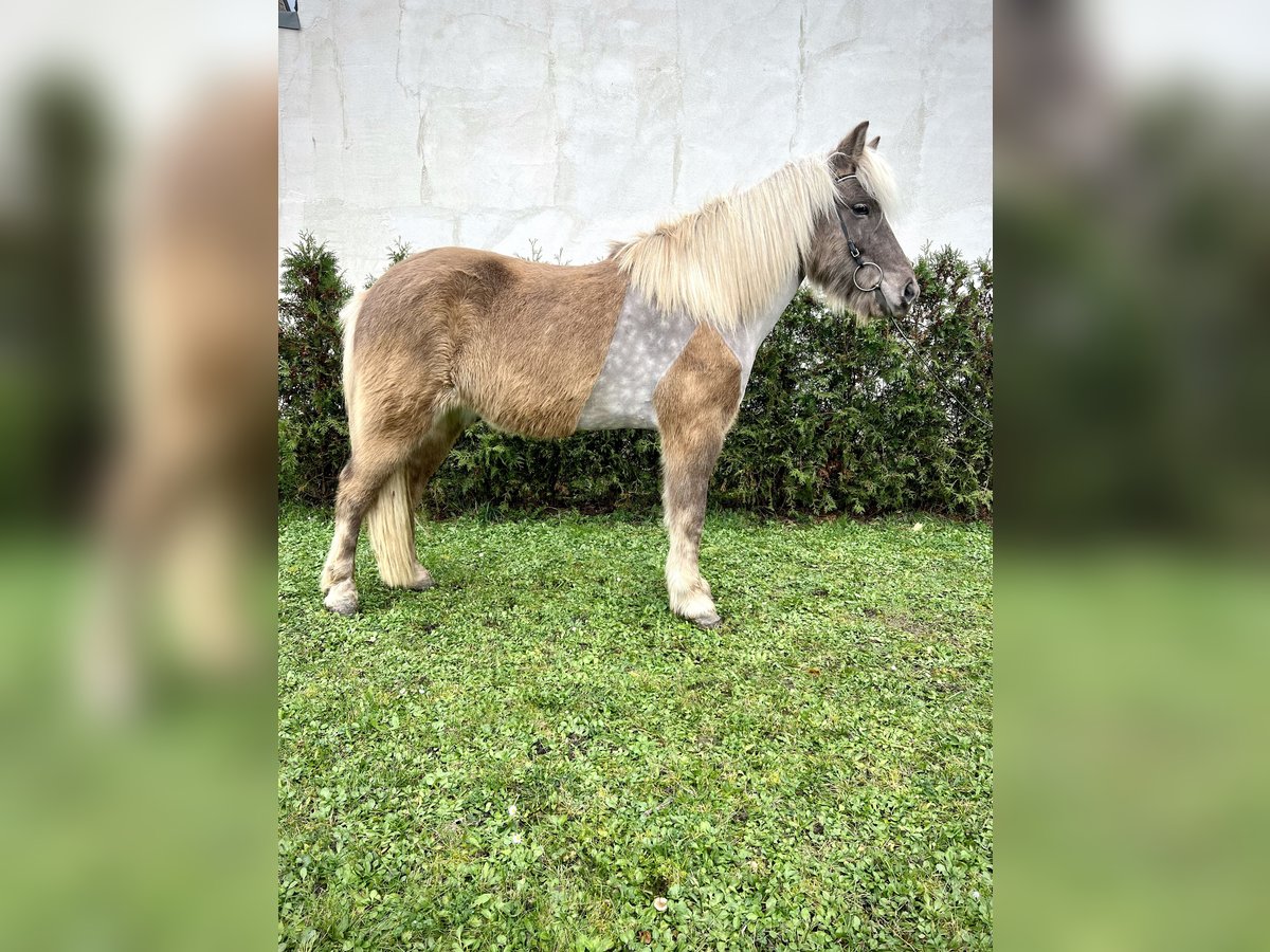 Caballos islandeses Caballo castrado 8 años 143 cm in Neustadt an der Weinstraße