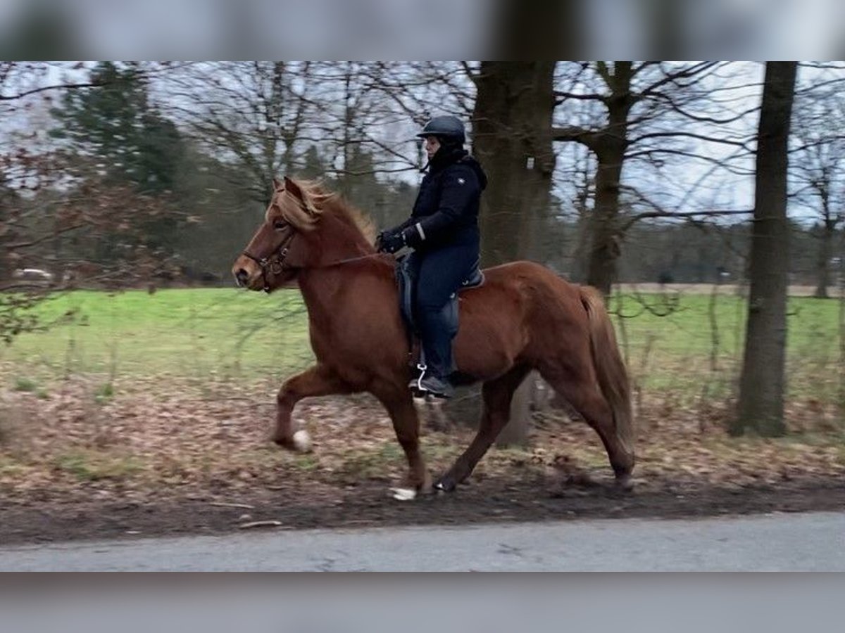 Caballos islandeses Caballo castrado 8 años 144 cm Alazán in Schneverdingen