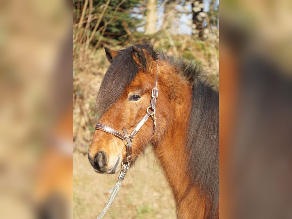 Caballos islandeses Caballo castrado 8 años 144 cm Castaño in Emmendingen