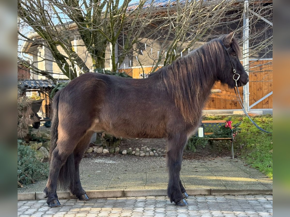 Caballos islandeses Caballo castrado 8 años 145 cm Negro in Lochen am See