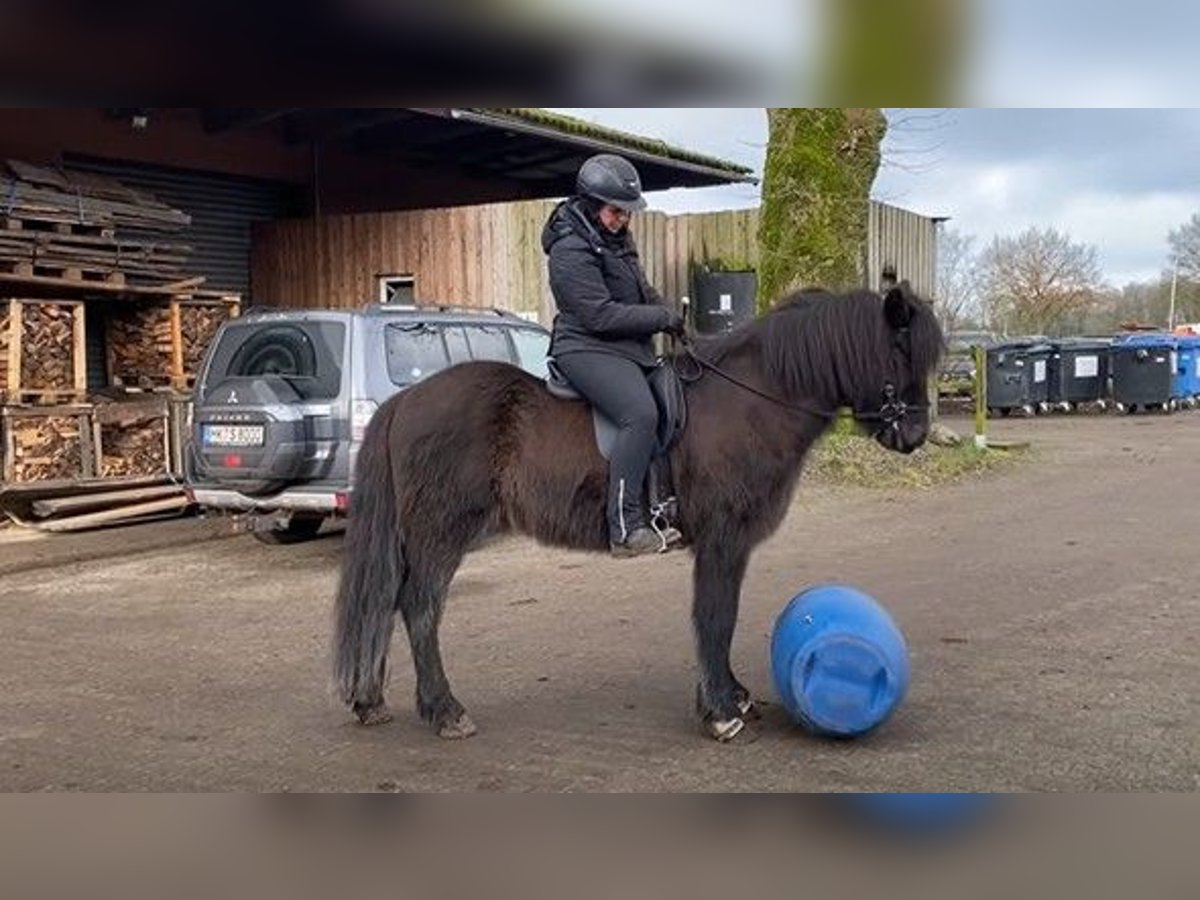 Caballos islandeses Caballo castrado 8 años 146 cm Negro in Schneverdingen