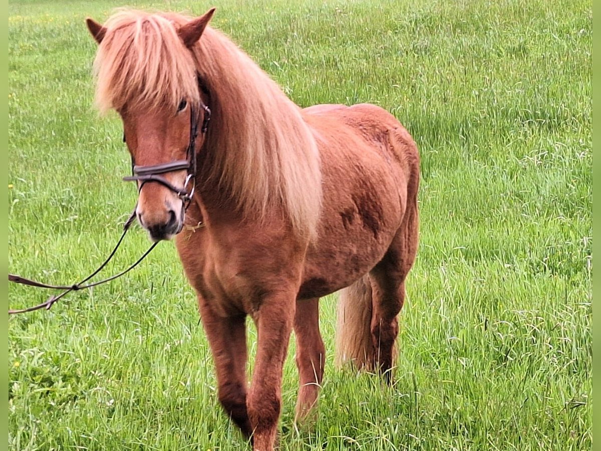 Caballos islandeses Caballo castrado 8 años 148 cm Alazán in Isny im Allgäu Caballos islandeses Caballo castrado 8 años 148 cm Alazán in Isny im Allgäu