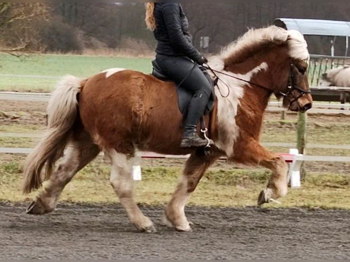 Caballos islandeses Caballo castrado 8 años 148 cm in Schorfheide