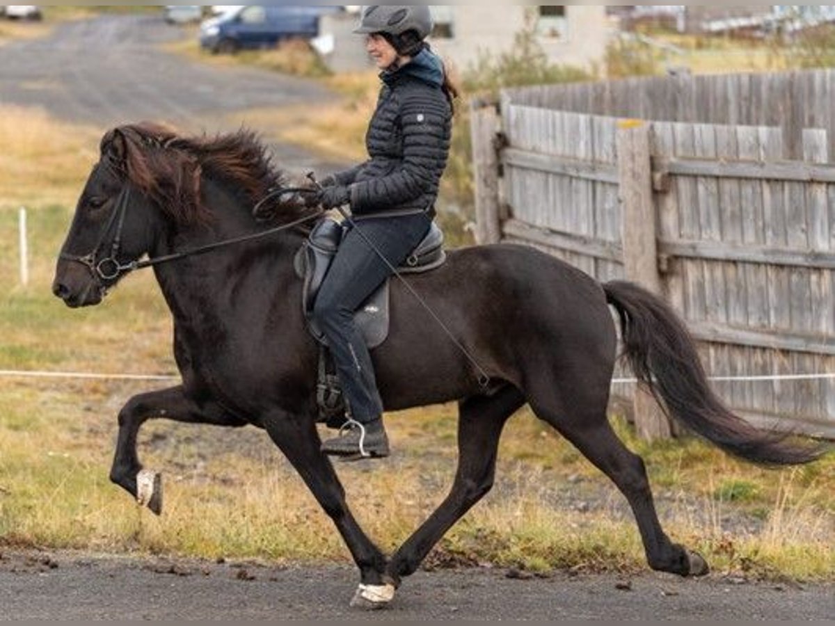 Caballos islandeses Caballo castrado 8 años 150 cm Negro in Schneverdingen