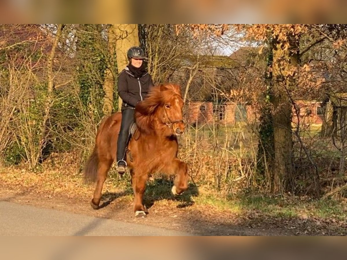 Caballos islandeses Caballo castrado 9 años 136 cm Alazán in Schneverdingen