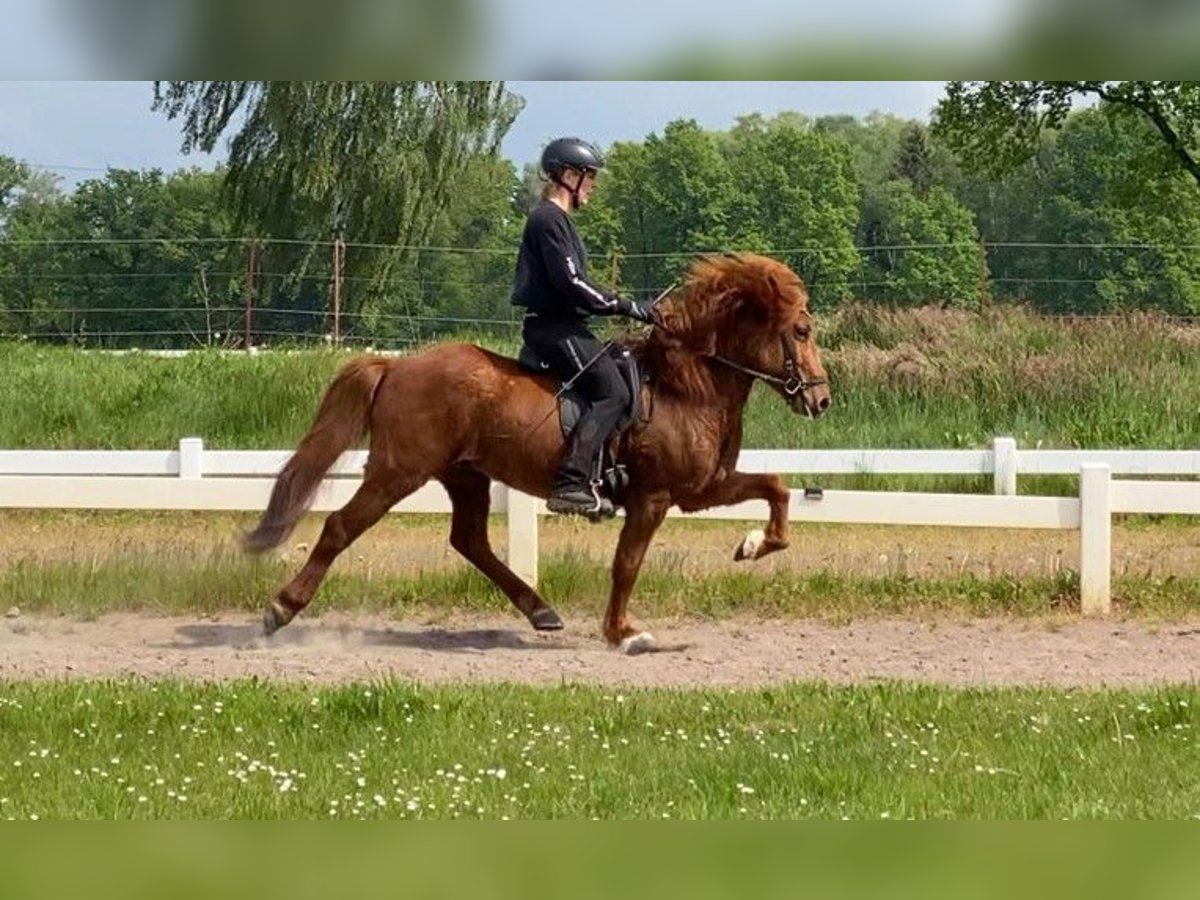 Caballos islandeses Caballo castrado 9 años 136 cm Alazán in Schneverdingen