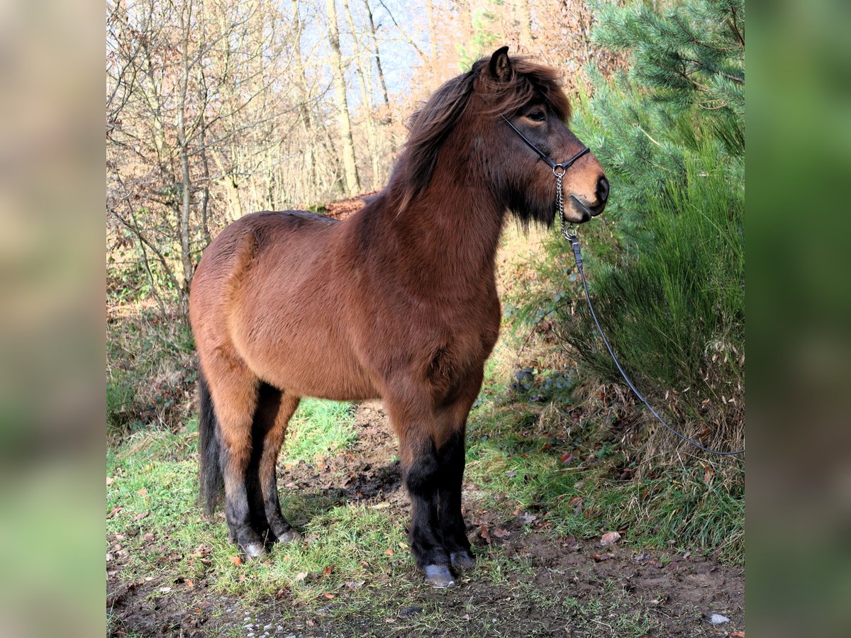 Caballos islandeses Caballo castrado 9 años 138 cm Castaño in Friesenhagen