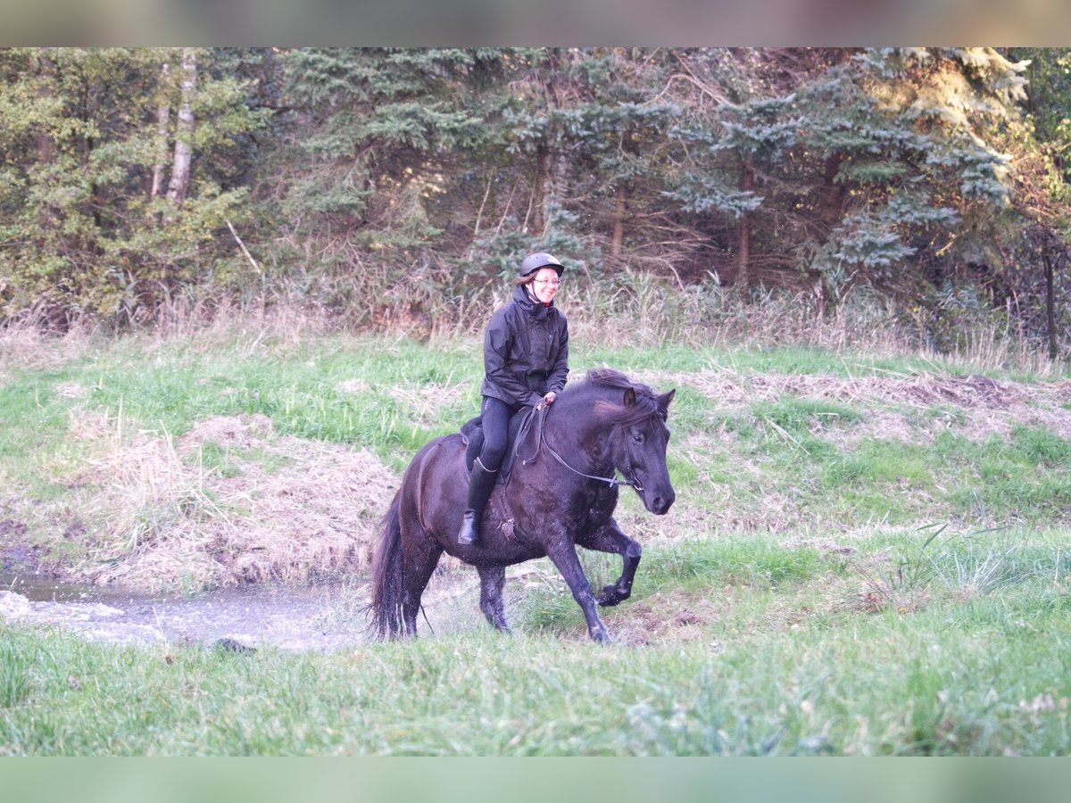 Caballos islandeses Caballo castrado 9 años 138 cm Negro in Ribbesbüttel