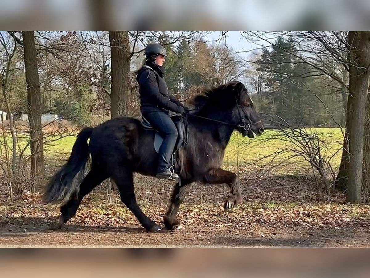 Caballos islandeses Caballo castrado 9 años 139 cm Negro in Schneverdingen