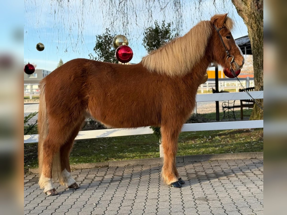 Caballos islandeses Caballo castrado 9 años 140 cm Alazán in Lochen am See