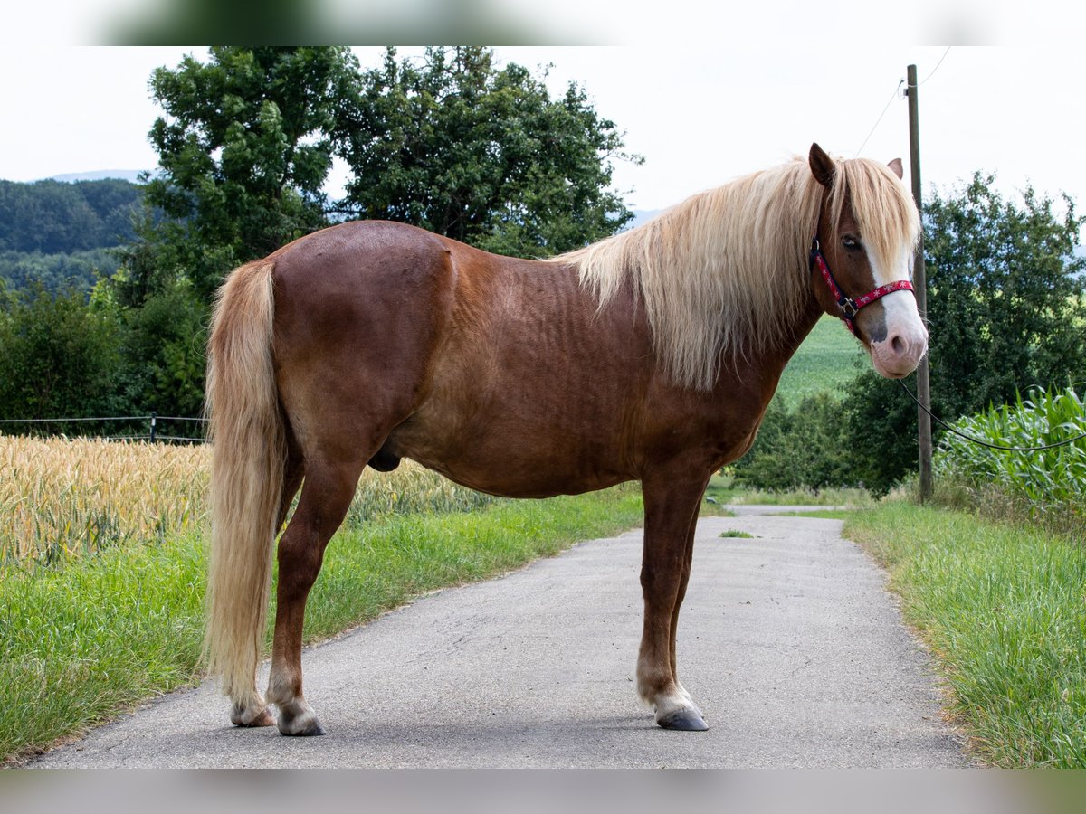 Caballos Islandeses Caballo Castrado 9 Años 142 Cm Alazán In Uhingen