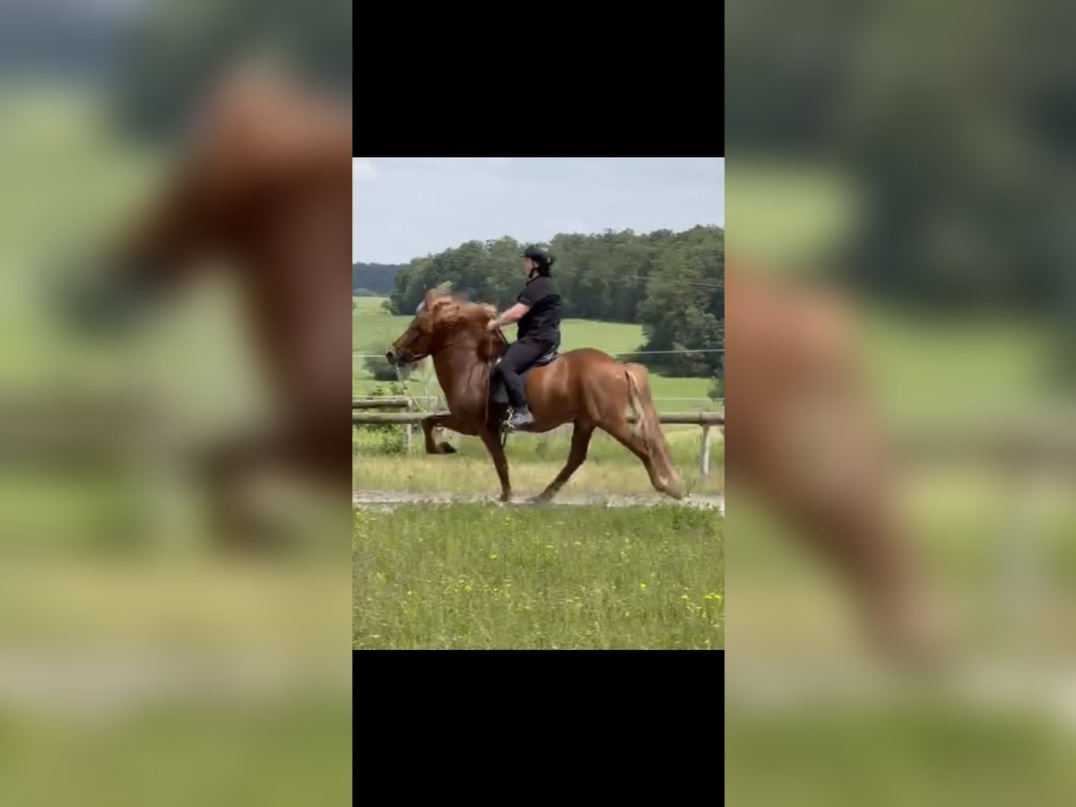 Caballos islandeses Caballo castrado 9 años 145 cm Alazán in Saarbrücken