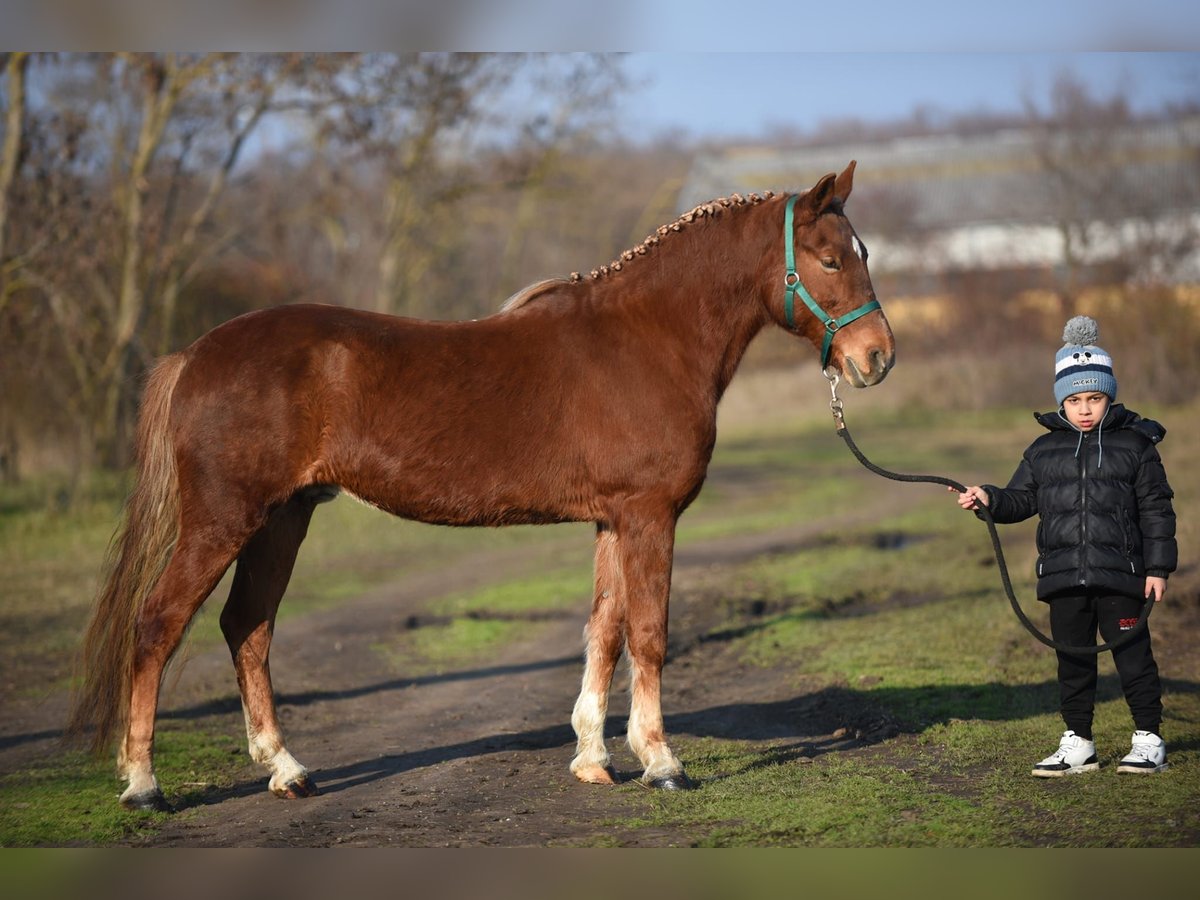 Caballos islandeses Mestizo Caballo castrado 9 años 147 cm Alazán in Gyula