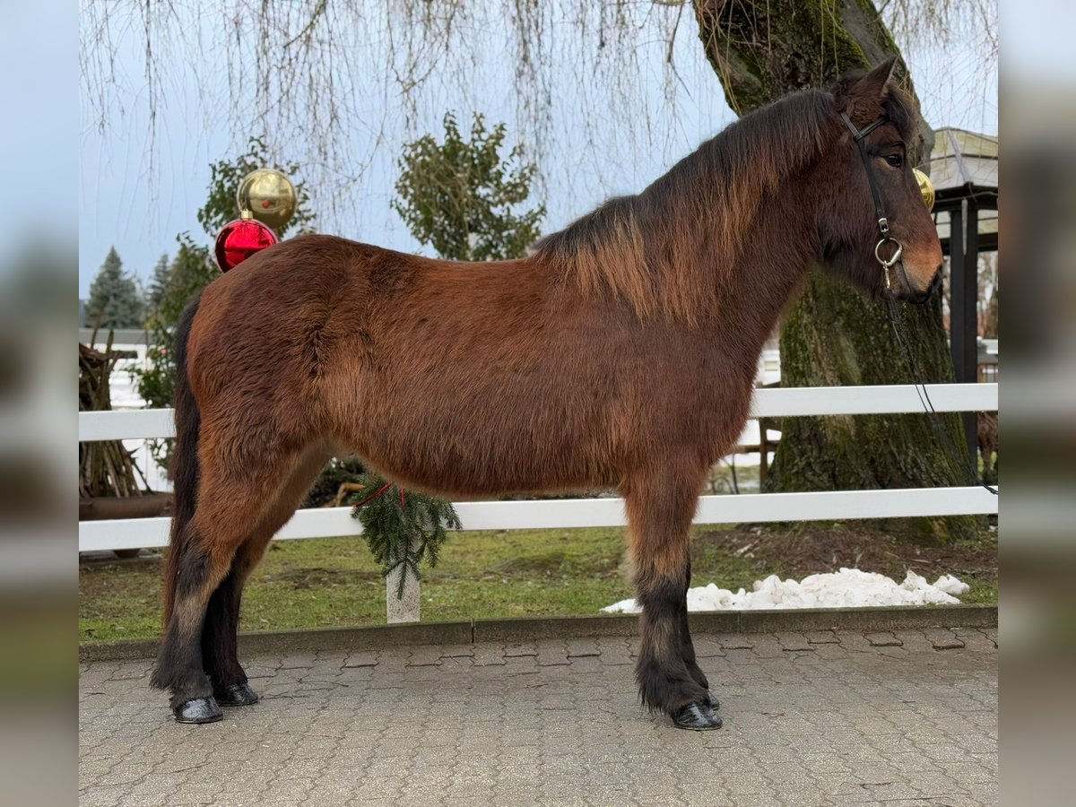 Caballos islandeses Caballo castrado 9 años 147 cm Castaño in Lochen am See