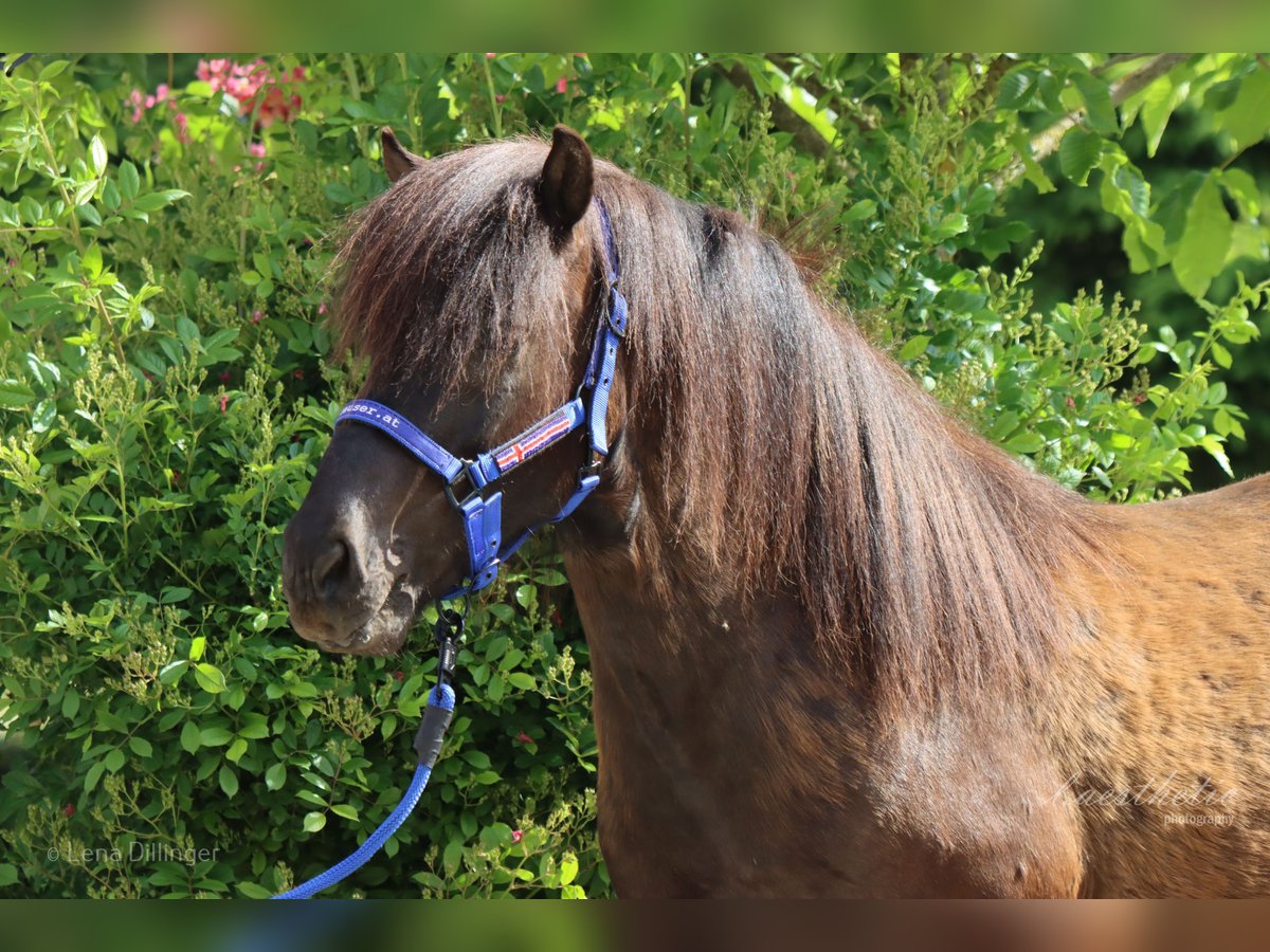 Caballos islandeses Caballo castrado 9 años Negro in Straßwalchen