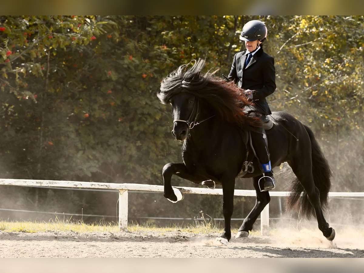 Caballos islandeses Semental 10 años 137 cm Negro in Toblaten