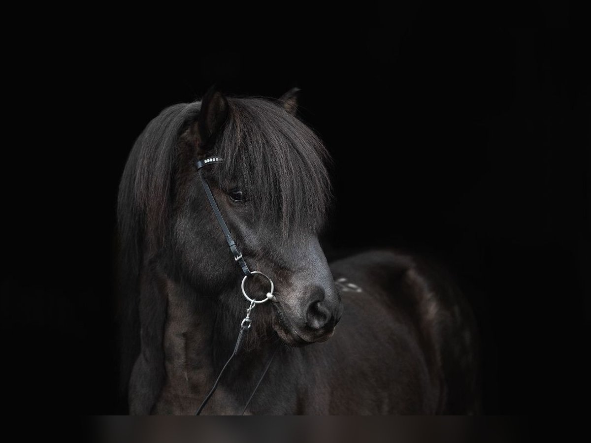 Caballos islandeses Semental 10 años 146 cm Negro in Taufkirchen an der Trattnach