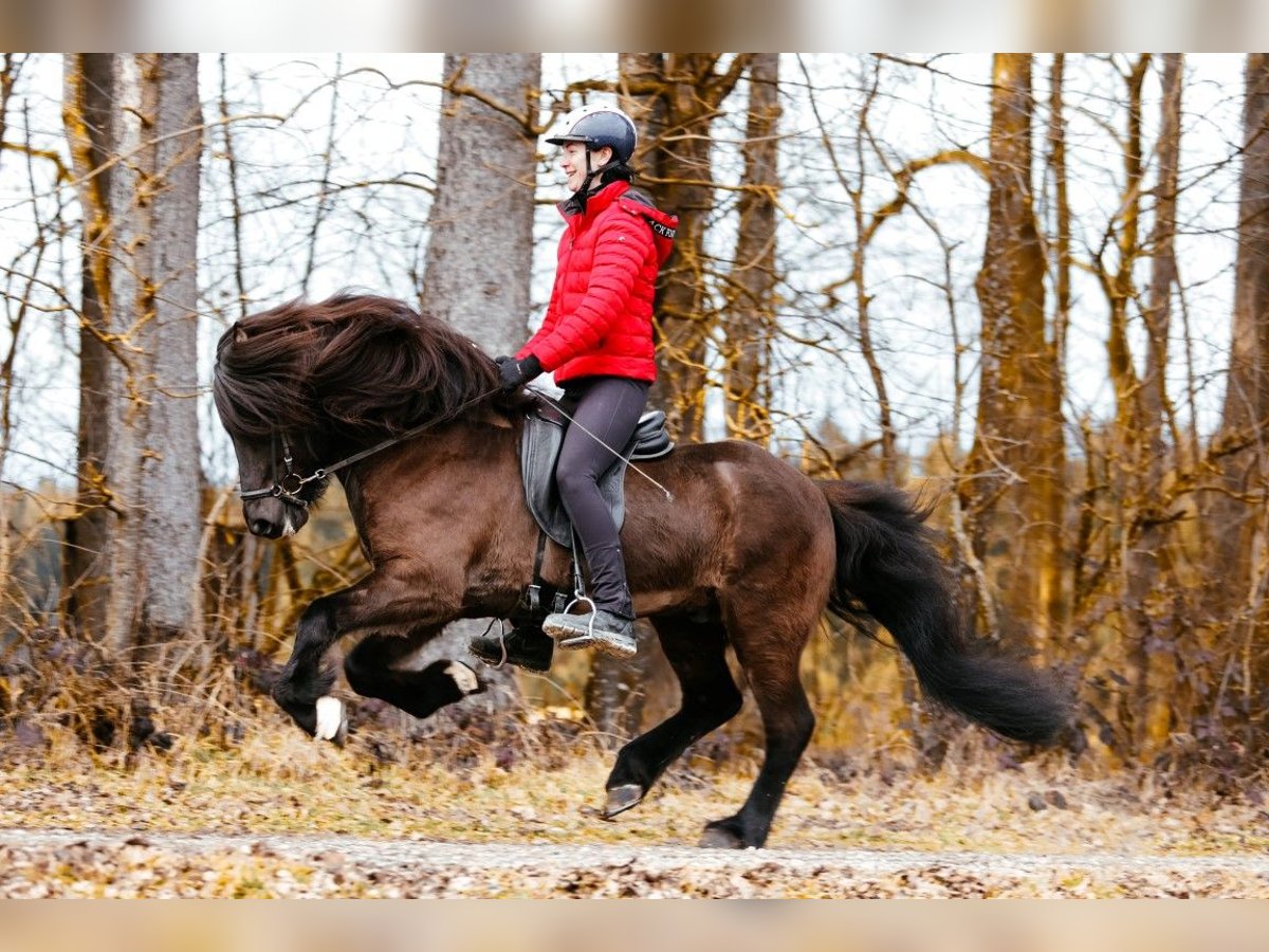 Caballos islandeses Semental 10 años 148 cm Negro in Taufkirchen an der Trattnach