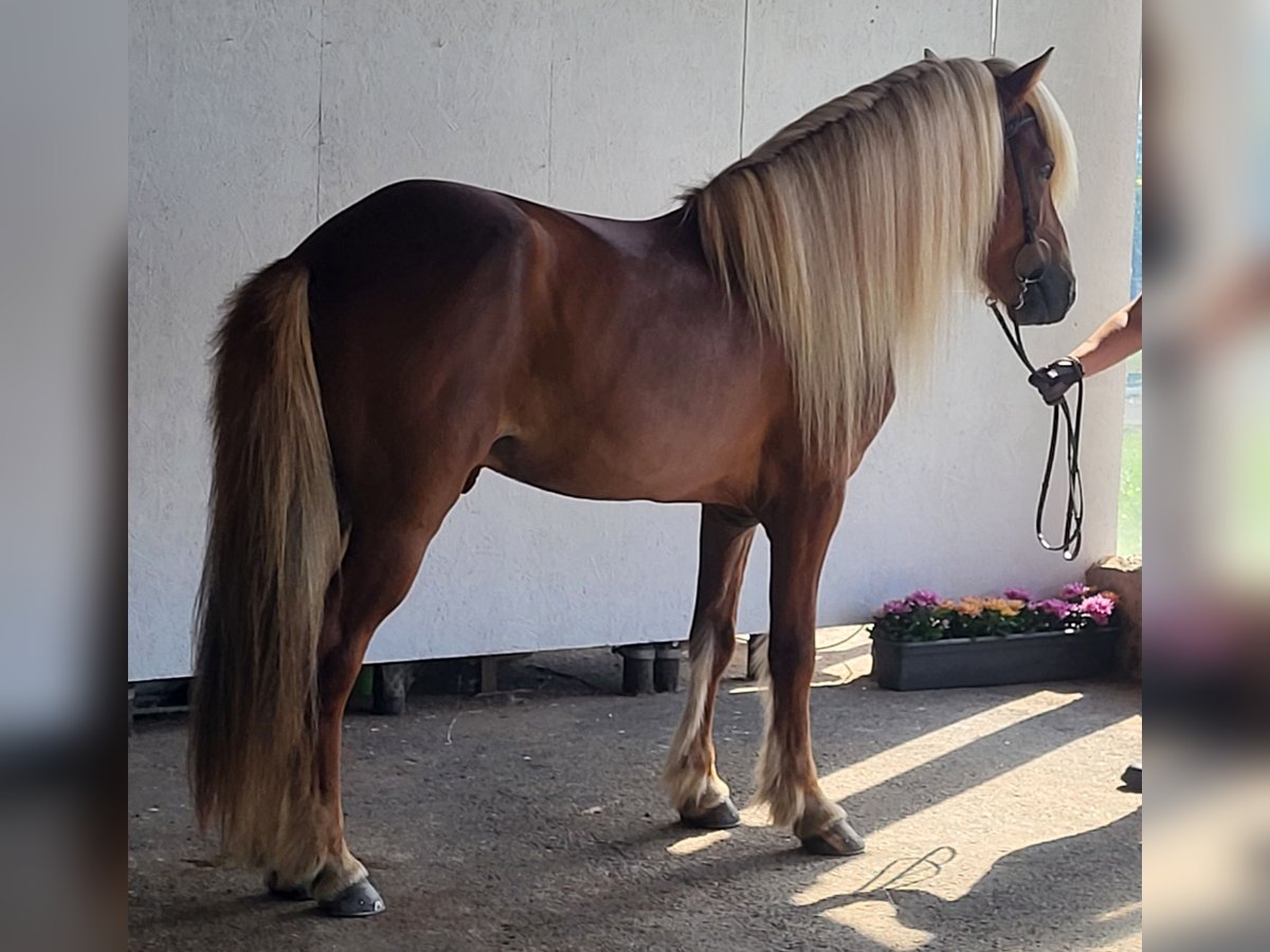Caballos islandeses Semental 11 años 141 cm Alazán in Saarbr&#xFC;cken