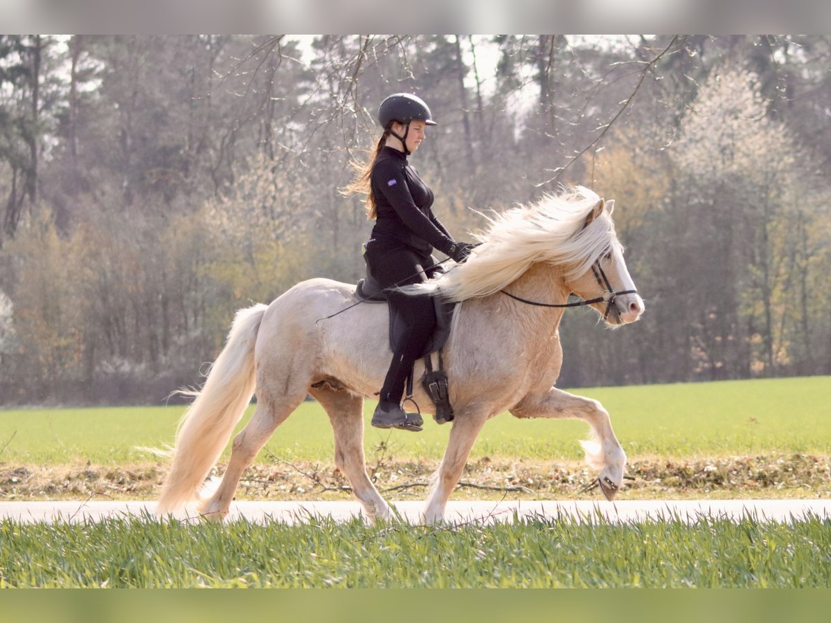 Caballos islandeses Semental 11 años 142 cm Palomino in Buchholz in der Nordheide