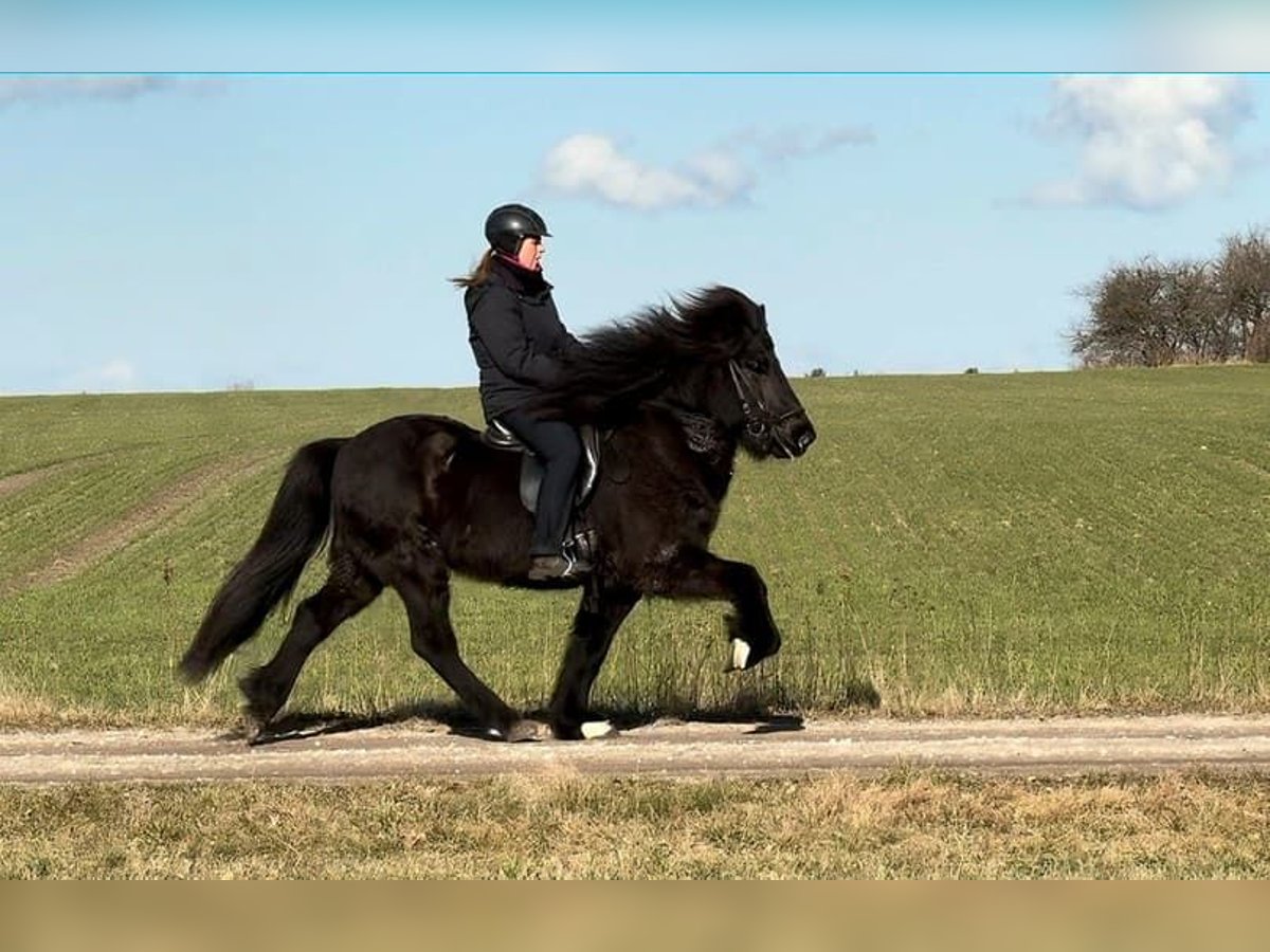 Caballos islandeses Semental 11 años 147 cm Negro in Schneverdingen