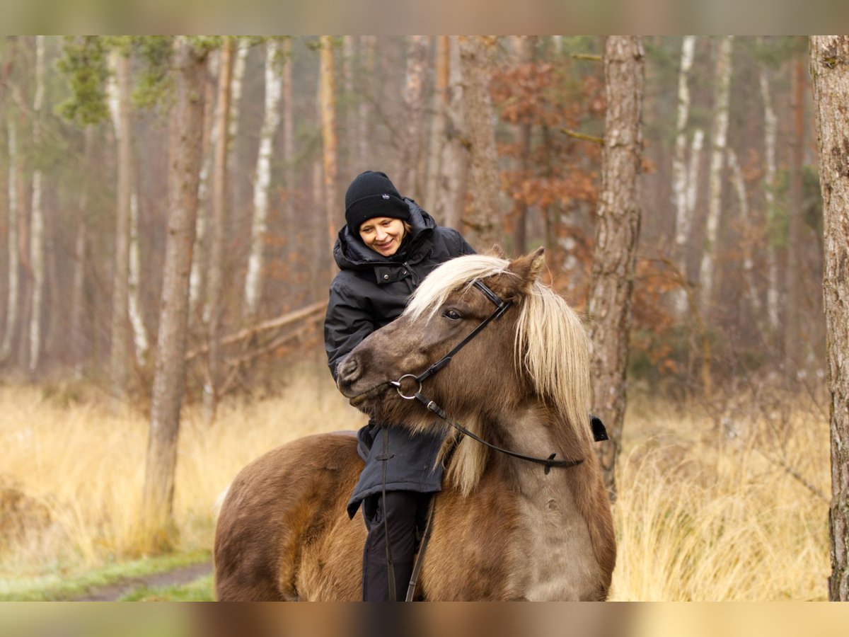 Caballos islandeses Semental 13 años 141 cm in Ribbesbüttel